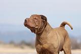 SHAR-PEI 763